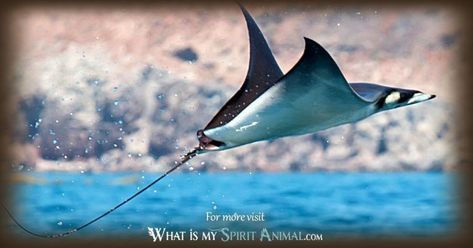 Manta Ray Symbolism & Meaning | Spirit, Totem, & Power Animal Manta Ray Spiritual Meaning, Manta Ray Meaning, Animal Meanings, Animal Lessons, Fish Feed, Power Animal, Dream Meanings, Animal Symbolism, Manta Ray