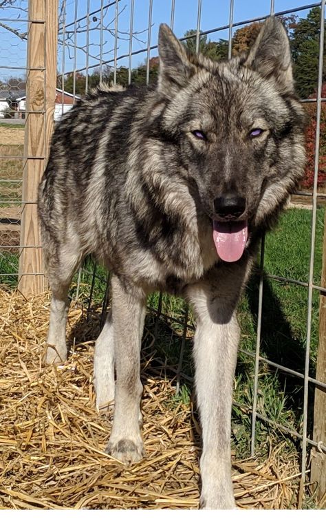 Wolfdog Animals For Sale, She Wolf, Exotic Animals, Pets For Sale, Wolf Dog, Exotic Pets, Puppies For Sale, Wolves, Husky