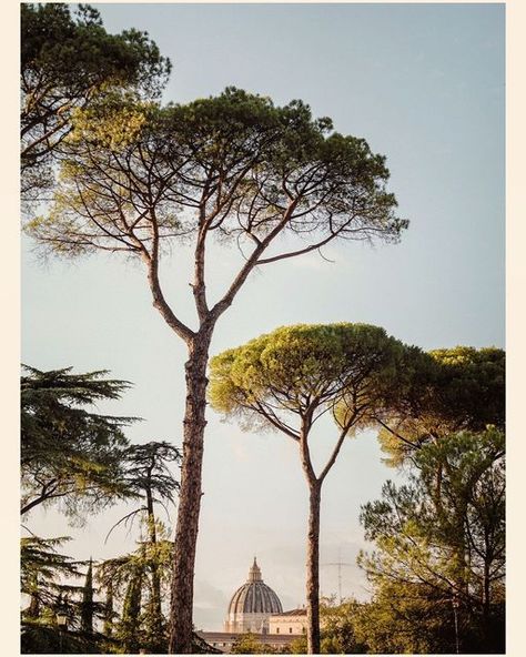 Lucy Rose Laucht on Instagram: "The shape and form of these beautiful trees. Photographed in Rome for @houseandgardenuk." Lucy Laucht, Lucy Rose, Beautiful Trees, Shape And Form, Beautiful Tree, Oh The Places Youll Go, The Shape, Film Photography, Rome