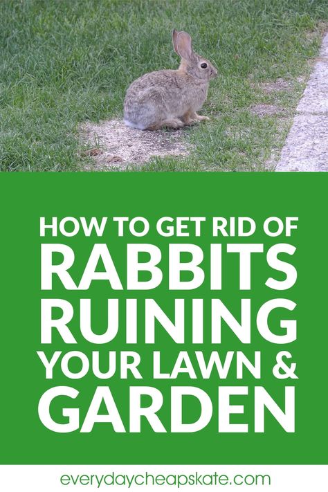 How To Get Rid Of Rabbits In The Yard, Rabbit Repellant In The Garden, Rabbits In Garden, Rabbit Deterrent, Keeping Rabbits, Rabbit Repellent, Irish Spring Soap, Garden Critters, Gardening Indoors