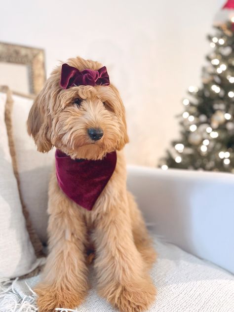 Golden Doodle Outfits, Goldendoodle With Bow, Golden Doodle Christmas Pictures, Goldendoodle Accessories, Goldendoodle Pictures, Goldendoodle Christmas, Goldendoodle Black, Dog Christmas Photos, Dog Accesories