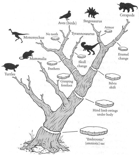 Amniote Phylogeny presented as a "Tree of Life" Black Glitter Wallpapers, Tree Of Life Images, Phylogenetic Tree, Kids Room Paint, Bio Art, Tree Images, Glitter Wallpaper, Altered Books, Jurassic Park