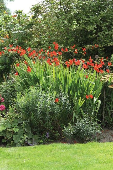 Crocosmia Lucifer, Longfield Gardens, Attract Hummingbirds, Easy Landscaping, Big Plants, Landscape Architects, Country Landscaping, Traditional Landscape, Blooming Plants