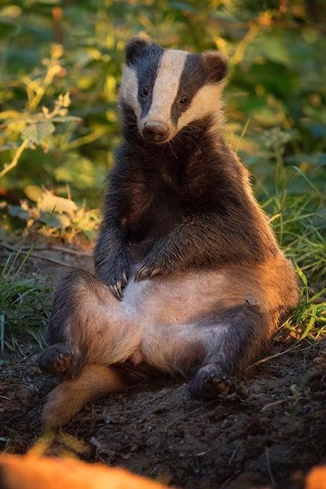 Badger Reference, English Badger, Reference Photos Animals, Badger Aesthetic, Europe Animals, Badger Photography, Animal Reference Photos, European Animals, Badger Images