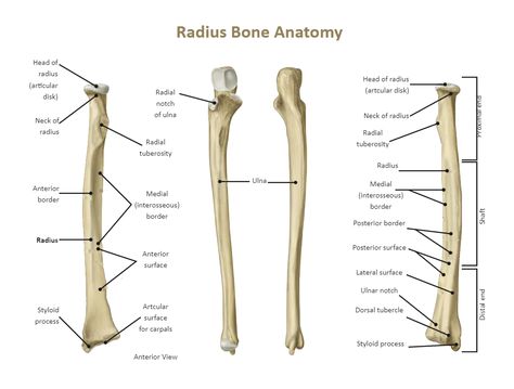 Ulna Labeled Ulna Anatomy, Bone Diagram, Radius And Ulna Anatomy, Radius Bone Anatomy, Maxilla Bone Anatomy, Ulna Bone, Radius Bone, Ulna Bone Diagram, Radius And Ulna