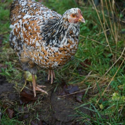 Swedish Flower Hen, Henny Penny, Beautiful Chickens, Urban Farm, Keeping Chickens, Pet Chickens, Urban Farming, Chicken Coop, Bird Feathers