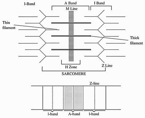 CLASS 11TH BIOLOGY CHAPTER- 20 LOCOMOTION AND MOVEMENT NCERT QUICK REVISION NOTES FOR NEET AND CBSE EXAM Locomotion And Movement, Class 11 Biology, Types Of Muscles, Study Chemistry, Plasma Membrane, Motor Neuron, Study Flashcards, Chemistry Notes, Revision Notes