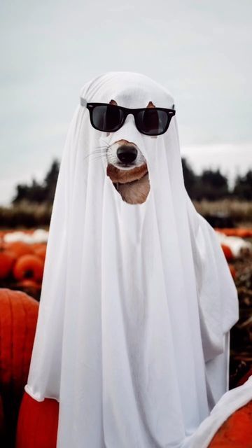 Alibi | Maisy | Luna | Fenya on Instagram: "It’s spooky season!👻🎃 Obviously ghosts are my “go-to” costume!🙈 What should I dress the dogs up as this year? . . . . #doglover #doglife #ghost #ghosttrend #boo #halloween #halloweencostume #dogcostume #toocoolforschool #husky #lab #shiba #ghostdog #trend #threemusketeers #pnwonderland #dogphotography #pumpkinpatch #baumanfarms #baumans #halloween2022 #halloweencostumes #costumes #fall #spookyseason #hersheys #higeorgie #it #mummy" Dog Ghost Costume, Baby Yoda Costume, Best Dog Halloween Costumes, Ghost Trend, Dog Lion Mane, Best Dog Costumes, Good Witch Halloween, Yoda Costume, Dog Ghost