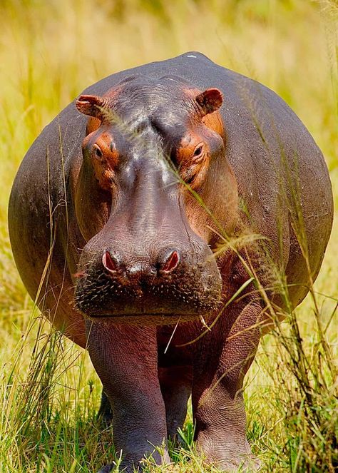 Hippopotamus, Walking, Animals