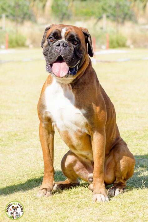 Answering popular questions about Boxer dogs. #boxerdog #dogs #pets #boxers Val Core, Boxer Bulldog, Heartwarming Photos, Dog Hacks, Different Dogs, Going Viral, Dog Activities, Boxer Dogs, Tom Hardy