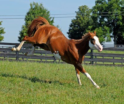 Horse Behavior, Horse Coat Colors, Bucking Horse, Horse Anatomy, Horse Inspiration, Paint Horse, Horse Feed, Types Of Horses, Horse World