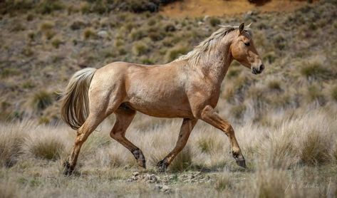 Brumby Horse, Mustang Photography, Mustang Makeover, Palomino Western Horse, Horse Poses, Wild Mustang Horses, Horses Photography, American Quarter Horse Palomino, Wild Horses Photography