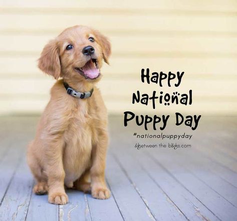 Babies Pictures, Doggy Door, Puppy Quotes, Tara Lynn, National Puppy Day, Puppy Day, Love My Best Friend, National Days, Pet Photographer