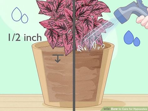 How to Care for Hypoestes: 9 Steps (with Pictures) - wikiHow Indoor Plant Care, Green Leaves, Plant Care, Paper Shopping Bag, Indoor Plants, Pink And Green, Color Splash, Green, Pink