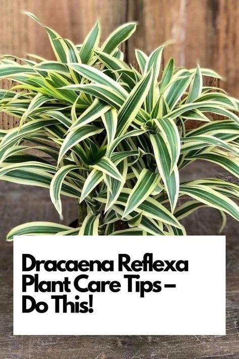 Elevate your Dracaena Reflexa (Song of India) care with these expert tips. Whether you're a novice or an experienced plant enthusiast, discover the secrets to a thriving Dracaena Reflexa. IG Photo by: dr.gol2 Song Of India Plant, Dracaena Reflexa, Dracaena Plant, Plant Care Tips, Dragon Tree, Rooting Hormone, Leafy Plants, Rubber Plant, Peat Moss