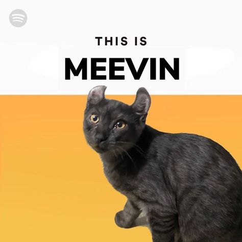 spotify meme of meevin Hate Cats, Cats Musical, Cat Flipping You Off Meme, Black Cat Memes, You Are Cute, Hairless Cat, Daily Funny, Cat Memes Screaming, Cat Boarding