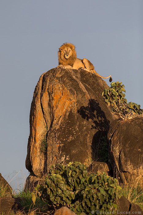 The Lion King Lion And Lioness, Male Lion, Cheetahs, A Lion, African Animals, Animal Photo, Beautiful Cats, 귀여운 동물, Lion King