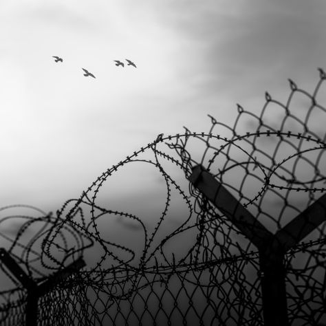 ""Free Birds Fly" - Birds flying over a barbed wire fence" by Anna Wacker - €27.52 Barbed Wire Photography, Barbed Wire Background, Two Birds On A Wire Aesthetic, Barbed Wire Fence Aesthetic, Fences Aesthetic, Barbed Wire Aesthetic, Fence Aesthetic, Wire Aesthetic, Wired Fence