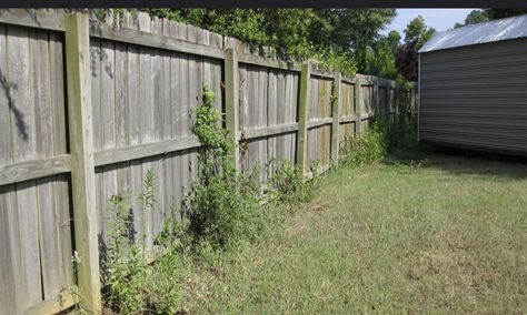 Under Fence Edging, Fence Edging Ideas For Dogs, Fence Edging Ideas, Privacy From Neighbors, Fence Gardening, Garden Edging Ideas Cheap, Mowing Strip, Fence Edging, Good Neighbor Fence