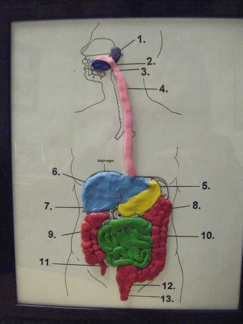 One Dollar Store Picture Frame + photo of digestive system + plasticine = Model of the Digestive System Digestive System Project, Digestive System Model, Body Systems Project, Human Body Projects, Science Experience, Human Body Science, Human Body Activities, Human Digestive System, Sistem Pencernaan