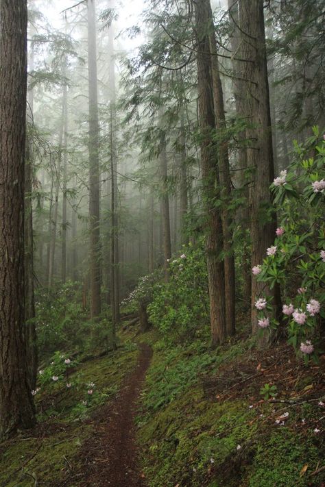 Scenery Pictures, Forest Path, Misty Forest, Pretty Landscapes, July 2022, Green Landscape, Green Trees, Nature Aesthetic, Enchanted Forest