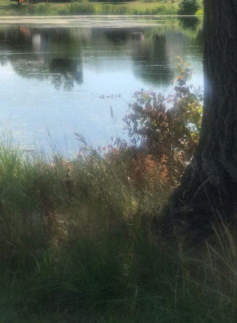 ducks at pond, lake, aesthetic dewy lake, summer lake Reading Lake Aesthetic, Dock Lake Aesthetic, Hidden Lake Aesthetic, Spring Lake Aesthetic, Pretty Lake Aesthetic, Lake Side Aesthetic, Vintage Lake Aesthetic, Lake House Summer Aesthetic, Rainy Summer Aesthetic