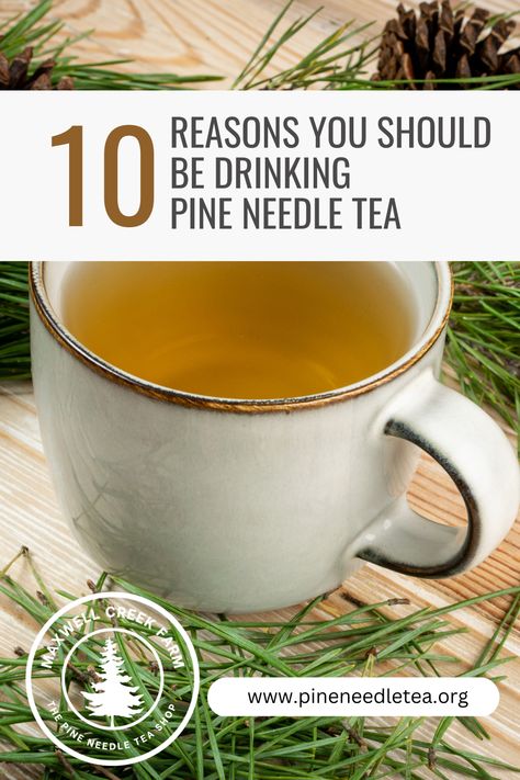 Pine Needle Benefits, White Pine Needle Tea Benefits, Pine Needle Tea Benefits, Memory Hacks, Antioxidant Tea, Healthier Drinks, Pine Tea, Tea Blending, Supplement Routine