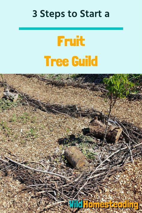 Fruit Guild Layout, Orchard Layout Design, Home Orchard Layout, Fruit Tree Guild Plans, Nut Tree Guild, Fruit Guild, Apple Tree Guild, Garden Guilds, Fig Fruit Tree Guild