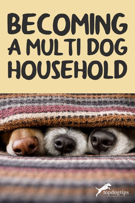 At least two or three out of five people take care of multiple dogs. This concept is called a multi-dog household, and it isn't easy. Feeding Multiple Dogs, Multi Dog Household Tips, Multi Pet Household, Getting A Second Dog, Multiple Dogs Household, Multi Dog Household, 3 Dogs Together, 2 Dogs Together, Dog Tracker