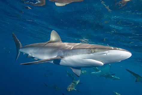 Sharks In Water, Shark Scary, Silky Shark, Sharks Underwater Photography, Swim With Sharks, Grey Reef Shark, Shark Coming Out Of Water, Save The Sharks, Types Of Sharks