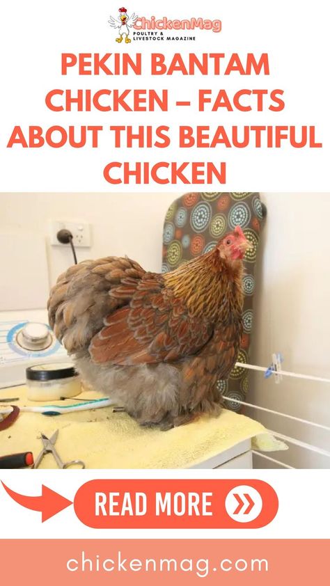 Pekin Bantam Chicken Pekin Chicken, Bantam Chicken, Chicken Facts, Bantam Chickens, Beautiful Chickens, Fascinating Facts, Chicken Breeds, Chickens Backyard, Facts About