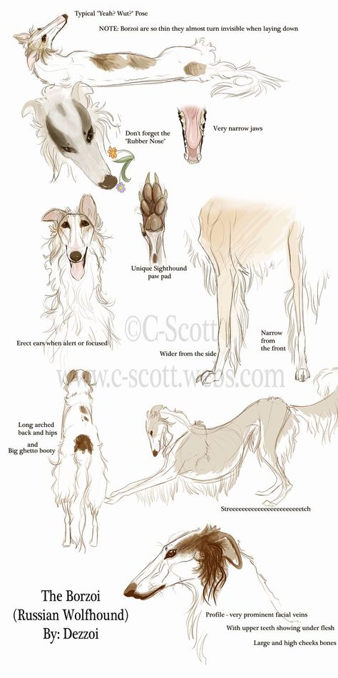 :Borzoi Study: by Dezzoi.deviantart... on @deviantART Russian Wolfhound Borzoi, Sighthound Art, Russian Dogs, Russian Wolfhound, Borzoi Dog, Dog Anatomy, Greyhound Art, Canine Art, Arte Inspo