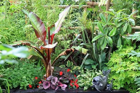 Tropical garden plants for the UK climate Tropical Plants Uk, Tropical Garden Plants, Garden Ideas Uk, Small Tropical Gardens, Plants Uk, Tropical Garden Design, Jungle Gardens, Plants To Grow, Cottage Garden Plants