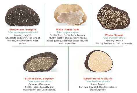 What Are Truffles & Why Are They So Expensive? What You Should Know - Thrillist Growing Truffles, Wine Truffles, Truffle Popcorn, Summer Truffle, Fresh Squeezed Lemonade, Culinary Cooking, Truffle Fries, Food Infographic, Fancy Restaurants