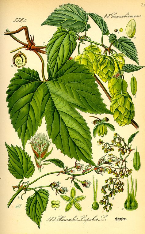 Humulus Lupulus - Hops are the female flowers (also called seed cones or strobiles) of the hop plant, Humulus lupus. They are used primarily as a flavoring and stability agent in beer, to which they impart a bitter, tangy flavor, though hops are also used for various purposes in other beverages and herbal medicine. Botany Books, Hops Plant, Beer Hops, Humulus Lupulus, Illustration Botanique, Vintage Botanical Prints, Botanical Beauty, Scientific Illustration, Plant Illustration