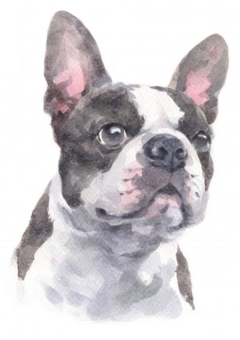 Watercolour painting of boston terrier P... | Premium Photo #Freepik #photo #water #dog #animals #cute Boston Terrier Sketch, Boston Terrier Drawing, Watercolour Dogs, Paintings Of Dogs, Boston Terrier Painting, Boston Terrier Illustration, Bulldog Watercolor, Dog Watercolor Painting, Boston Terrier Art