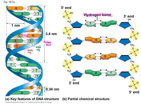 DNA structure Dna Model Project, Chemistry Reactions, Dna Worksheet, Organic Chemistry Reactions, Dna Facts, Dna Polymerase, Dna Structure, Dna Genetics, Science Classroom Decorations