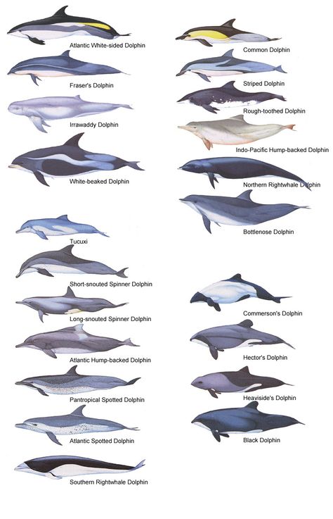 Dolphin Chart of different types. Dolphin Species, Types Of Sharks, Sea Mammal, Water Animals, Manatees, Marine Biologist, Marine Mammals, Animal Facts, Marine Biology