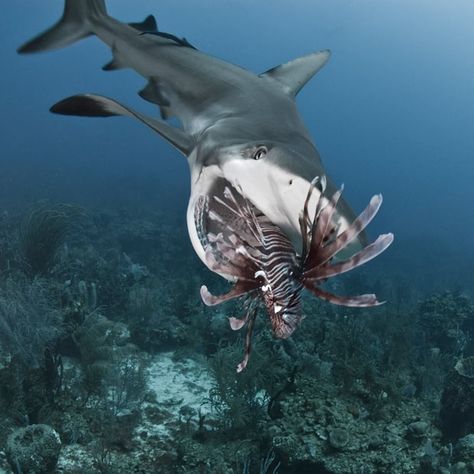 Shark Eating, Creature Marine, Swimming In The Ocean, Life Under The Sea, Underwater Animals, Tiger Shark, Lion Fish, Underwater Creatures, Underwater Life