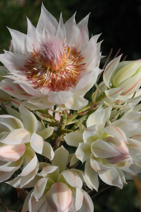 Blushing Brides Flowers, Blushing Bride Plant, Blushing Bride Flower, Protea Garden, Blushing Bride Protea, July Flowers, Florida Plants, Garden Bouquet, Protea Flower