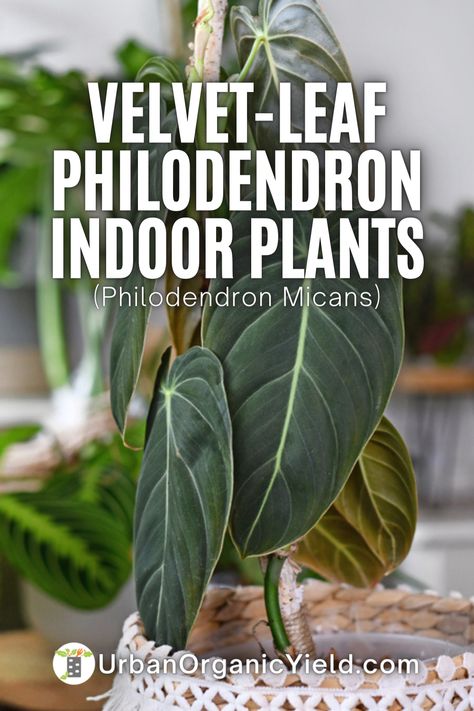 If you're looking for a stunning plant to add some greenery and tropical vibes to your home, the Velvet Leaf Philodendron (Philodendron micans) is the perfect choice. Not only is it easy to care for, but its velvety leaves and deep green color make it a beautiful addition to any space. In our latest blog post, we share some expert tips on how to grow and maintain this stunning plant. Philodendron Micans Velvet, Grow Food Inside, Philodendron Plant Care, Plants Grown In Water, Philodendron Micans, Types Of Houseplants, Best Grow Lights, Herb Garden In Kitchen, Growing Microgreens