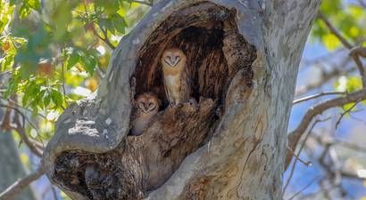 Photo: Barn owl family finds the perfect home Barn Owl Art, Owl Wings, Barn Owls, Environmental Research, Black Barn, Owl Family, Green Tech, Fast Growing Trees, British Wildlife