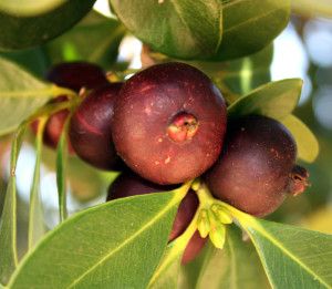 Strawberry Guava tree (Psidium cattleianum) Farm Plants, Red Guava, Drought Tolerant Trees, Pineapple Guava, Guava Tree, Strawberry Guava, Guava Fruit, Growing Fruit Trees, Greenhouse Garden