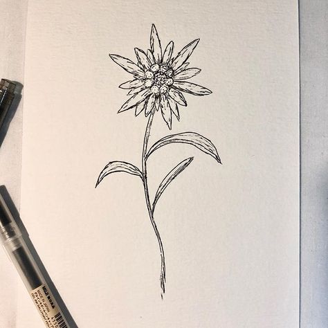 Edelweiss Tattoo Design, Eidlewiss Flower Tattoo, Ofmd Cosplay, Mountain Flower Tattoo, Edelweiss Drawing, Edelweiss Flower Tattoo, Edelweiss Tattoo, Small White Tattoos, German Tattoo