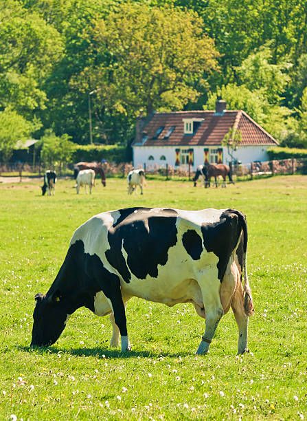 Holstein Cows Photography, Cows On A Farm, Cow Reference Photos, Cow Farm Ideas, Holland Cow, Cows Photography, Field Of Cows, Cow Reference, Dairy Cow Art