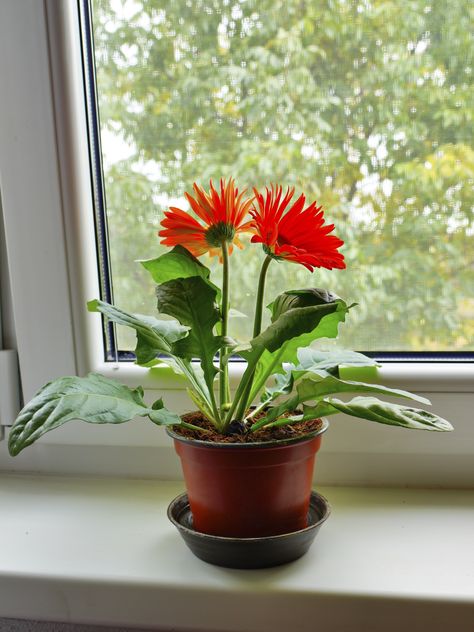 Gerbera Houseplants: Tips For Growing Gerbera Daisies Indoors - Gerbera daisies are relatively simple to grow outdoors, but growing gerbera daisies indoors can be tricky. However, if you can provide the right growing conditions, your gerbera daisy may survive for two or three years. This article will help. Growing Ginger Indoors, Houseplants Safe For Cats, Common House Plants, Growing Ginger, Cat Plants, Gerber Daisies, Plant Diseases, Air Purifying Plants, Gerbera Daisy