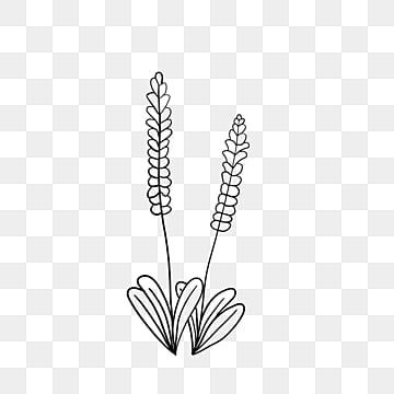 clipart black and white,line drawing,lavender,flowers,plant,line draft,flowers clipart,drawing clipart,line clipart,plant clipart,lavender clipart Lavender Drawing, Lavender Clipart, Lavender Coffee, Iphone Wallpaper Stars, Plant Clipart, Wing Drawing, Line Clipart, Black And White Png, White Png