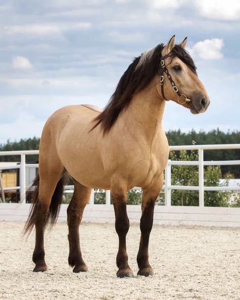 Brown Mustang Horse, Buckskin Roan Horse, Light Bay Horse, Buckskin Horses, Tan Horse, Yellow Horse, Buckskin Horse, Horse Coat Colors, Spirit Horse