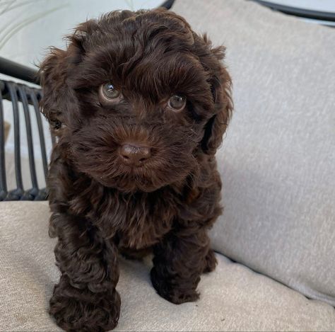 Dark Brown Cockapoo, Cavapoo Dark Brown, Maltipoo Chocolate Brown, Black Cavapoo Puppies, Chocolate Maltipoo, Chocolate Cavoodle, Chocolate Cavapoo, Toy Cavapoo, Black Cavapoo