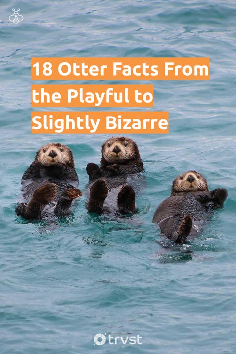 Otter Family, Sea Otters, Do Unto Otters, Sea Otters Holding Hands, Otter Facts, Giant River Otter, Weird Animal Facts, Otters Holding Hands, Baby Sea Otters